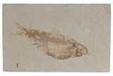 Fossil Fish (Knightia) - Wyoming #210103-1